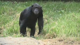 Chimpanzee expected to give birth at the St. Louis Zoo this fall