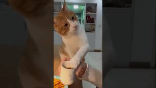 #cat #cute #catvideo #cutecat #funnyvideo #funny