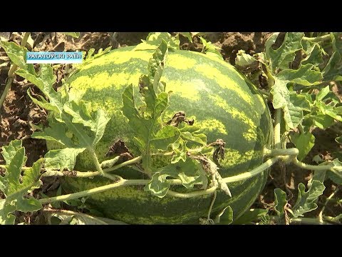 Кавуны вырошчваюць на Гомельшчыне видео