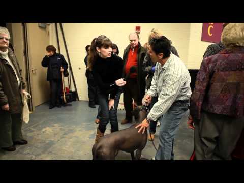 Xoloitzcuintli | Victoria Stilwell at Westminster Dog Show