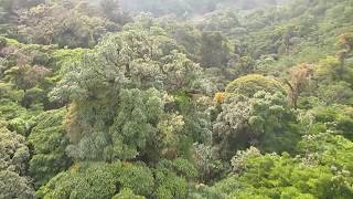 preview picture of video '1590m Zip Line, 100% Aventura, Monteverde, Costa Rica'