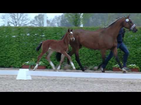 Stf v For Romance x Dormello 2017