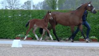 Video of Dainora S