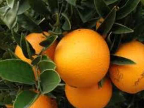 El Frutero-Jesús Sevillano