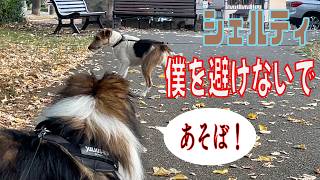 【シェルティ】僕を避けないで【フランス田舎暮らし🇫🇷】#犬の散歩 #賢い犬 #犬のいる暮らし #シェルティ