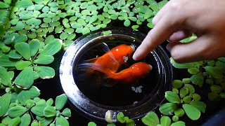 day in the life of a fishkeeper