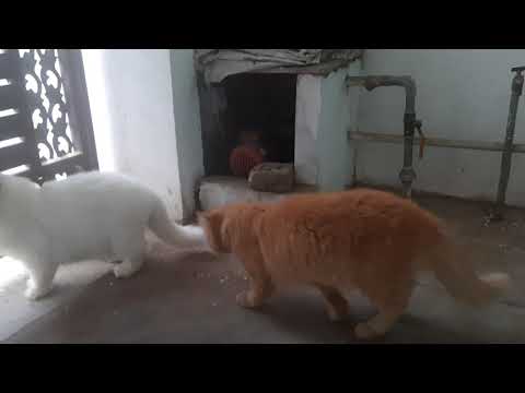 Catmills..#..meow meow 😸😸😍😍