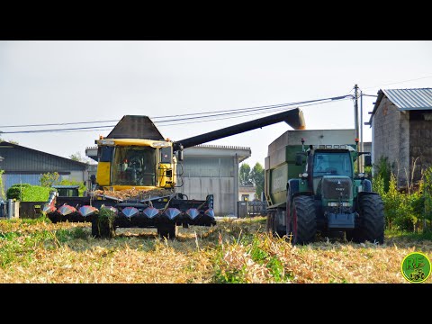 |New Holland CX8040 & Dominoni + Fendt 930 Vario & Alberti 3 Assi| Trebbiatura Mais| Tarraran|