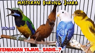 Download lagu MASTERAN BURUNG JUARA TEMBAKAN TAJAM SADIS c cungk... mp3