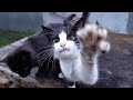 Cats Meowing Like Songs Sing