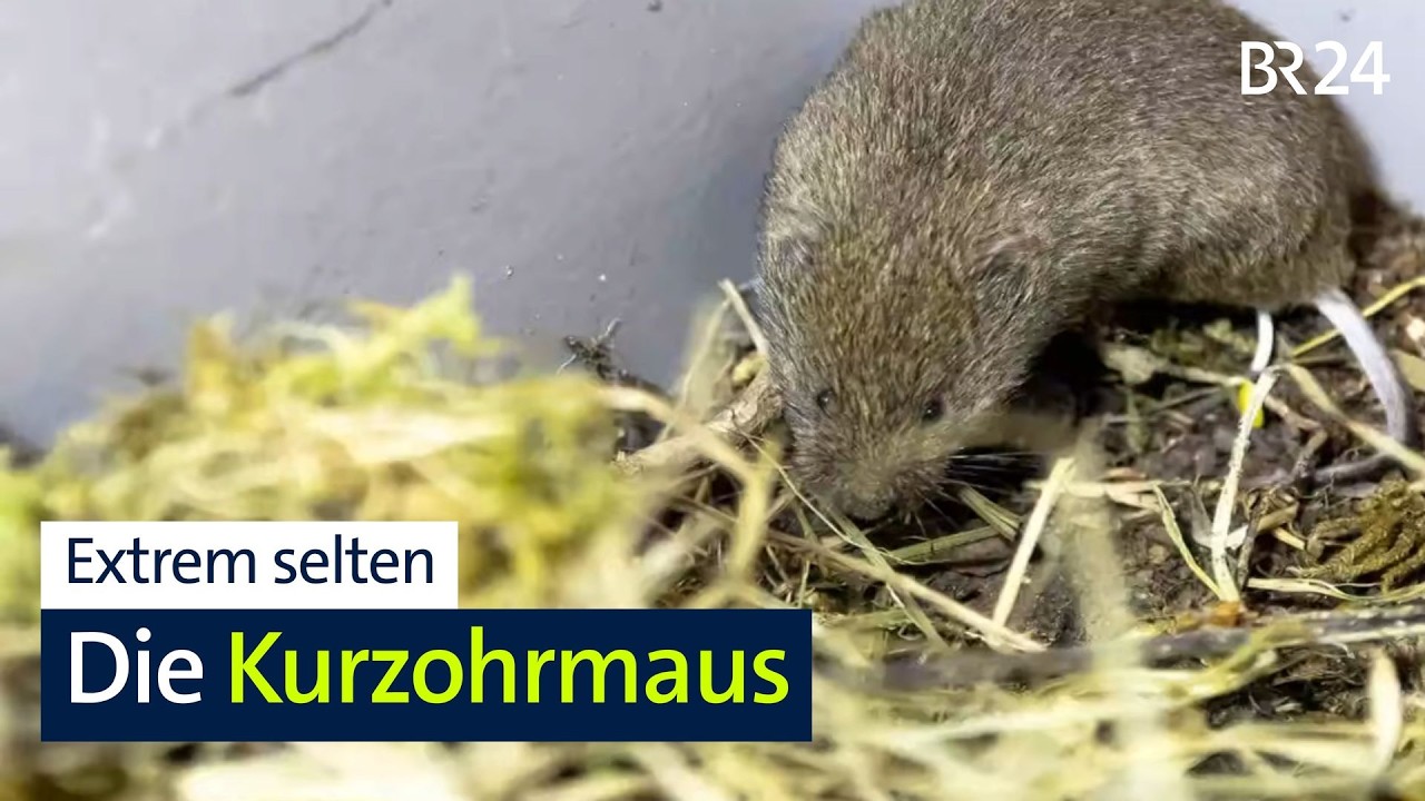 Artenschutz: Hilfe für die extrem seltene Kurzohrmaus | Abendschau | BR24