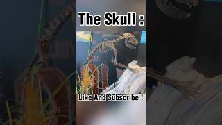 #animalanatomy #cute #skulls #animals #redpanda