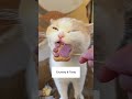 Cat Crunchy Treat Satisfy ASMR
