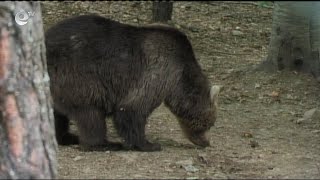 Лесничеи дебнат за отстрел две проблемни мечки край девинското село Триград