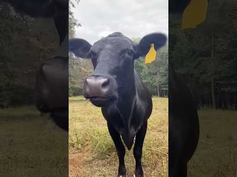 Ahí vienen las vacas