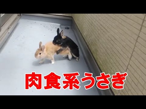 ウサギの交尾 Farmer