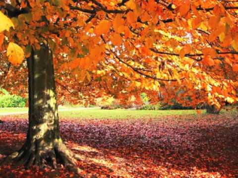Mindsurfer - Lovely October