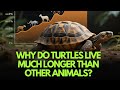 Why Do Turtles Live So Long The Science Behind Their Incredible Lifespan