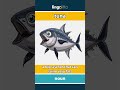 tuna - a big sea fish that can swim... video thumbnail