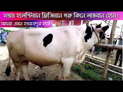 21- Hazratpur Is Very Popular Village Cattle Market 2022  | সস্তায়  ফ্রিজিয়ান গরু কিনে লাভবান হোন !