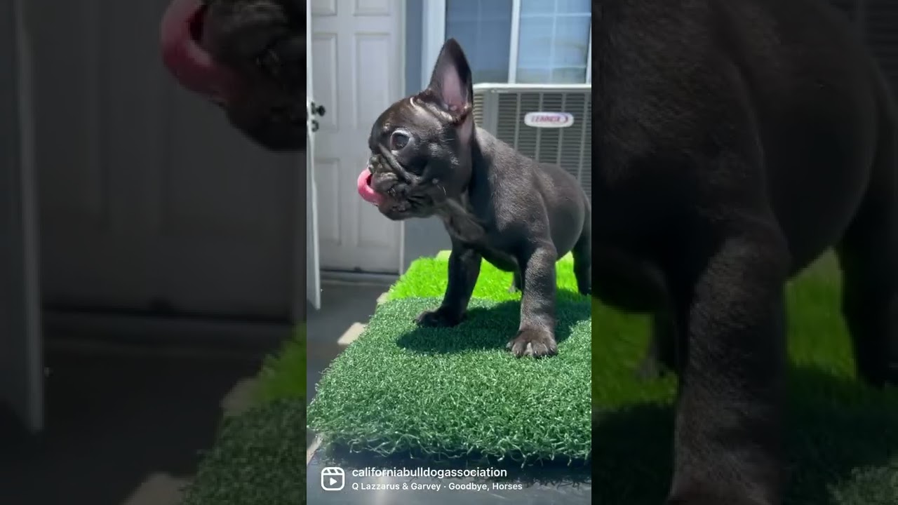 How big is a teacup french bulldog? Tipseri