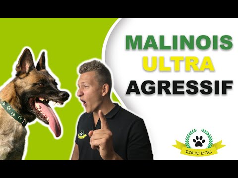 Lorde malinois séance 1 - agressif humain