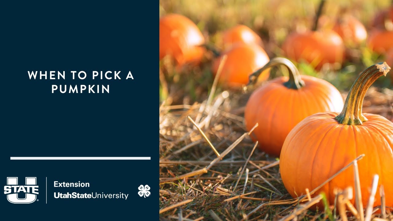 When to Pick a Pumpkin