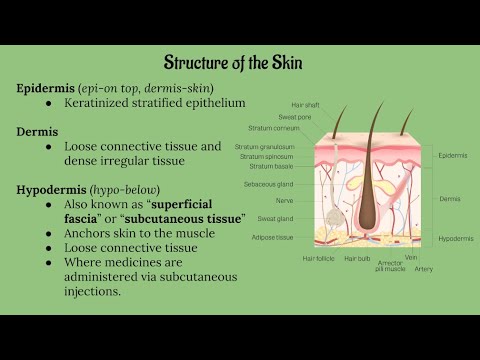 Integumentary System Lecture CHAPTER 5