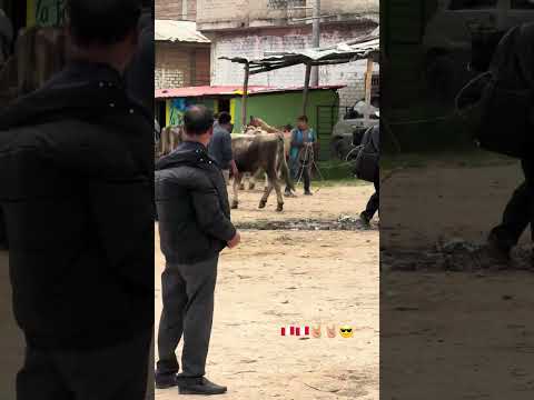Compra y venta de animales en celendin Cajamarca Perú #arribalaganaderiaperuana