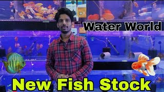 Good Quality Fish Stock | Water World Fish Aquarium #fishhobby #aquarium