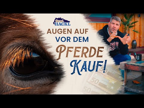Der Weg zum eigenen Pferd: ACHTE auf diese 6 Dinge vor dem Kauf!