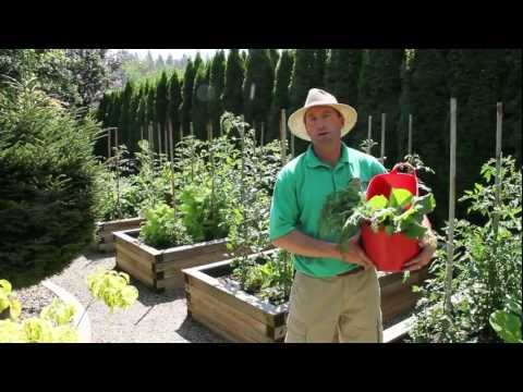 download lagu mp3 mp4 Early Harvest Vegetables, download lagu Early Harvest Vegetables gratis, unduh video klip Early Harvest Vegetables