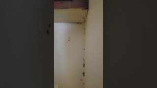 German roaches behind a refrigerator
