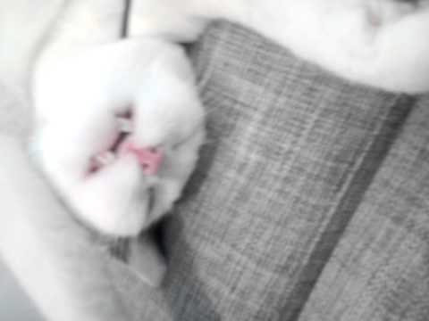 Björn hatar när man nyser