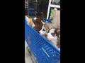 犬の動画 478
