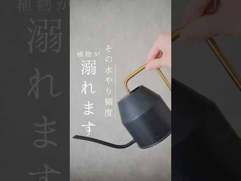 新しい研究:観葉植物は室内の空気をほとんど改善しない