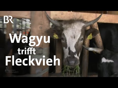 Japanisch-bayerische Kombi: Die Rinderzucht vom Tegernsee | Schwaben & Altbayern | BR