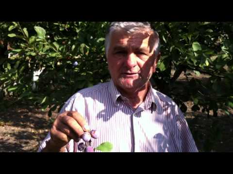 Rakija od  šljiva trnovače, ranke, požegače