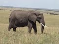 Maasai Mara Bonyakoni Kirwanda Junior