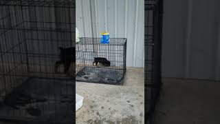 Video preview image #4 Rottweiler Puppy For Sale in RIEGELWOOD, NC, USA