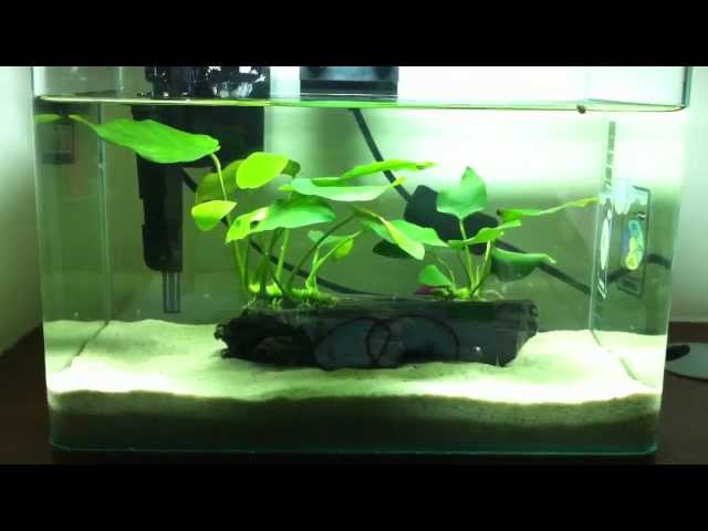 Simple & Easy Betta Fish Tank Setup