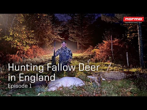 Hunting Fallow Deer in England - Episode 1