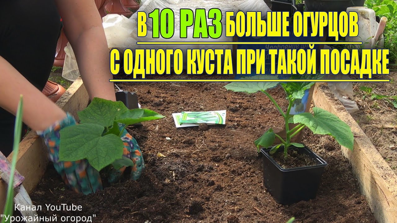 Татьяна Урожайный Огород Интернет Магазин