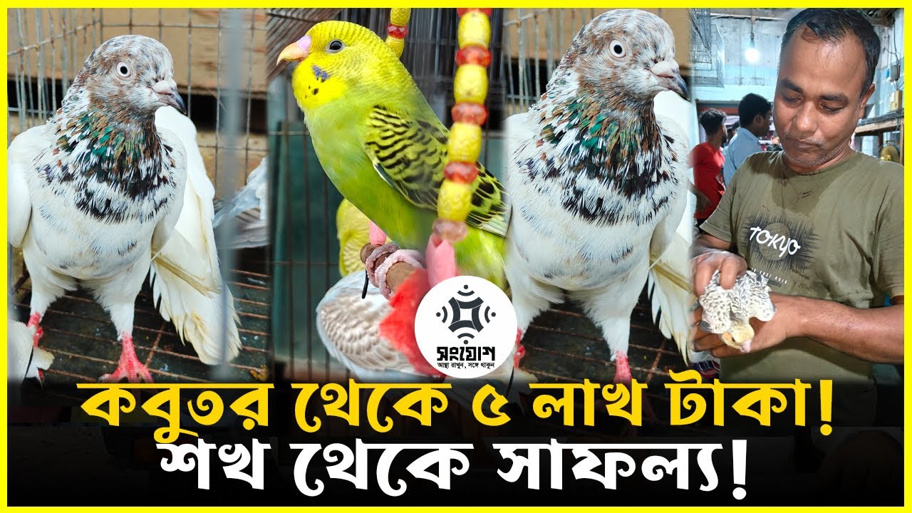 কবুতরেই লাখপতি!