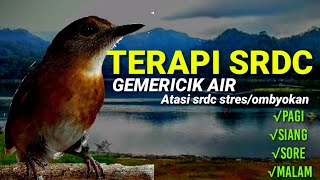 Download lagu Terapi srdc agar cepat bunyi, di iringi suara gemericik air mengalir,sikatan rimba dada coklat gacor mp3 Download lagu Terapi srdc agar cepat bunyi, di iringi suara gemericik air mengalir,sikatan rimba dada coklat gacor mp3