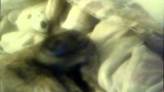 Atlas Sound- Bite Marks