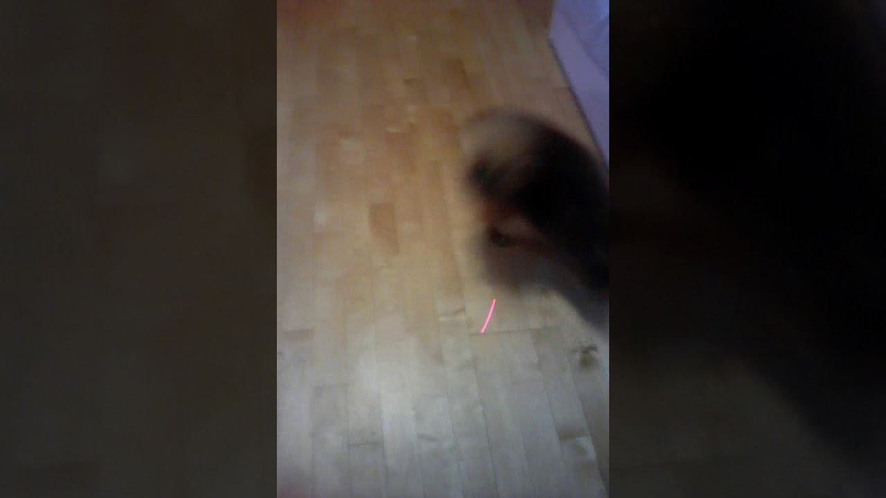 У шпица вылетели при игре глаза из арбит