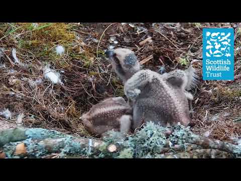 Chick 1 stretches its wings - Loch of the Lowes osprey webcam (2021)