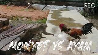 Download lagu VIDEO LUCU - MONYET VS AYAM mp3