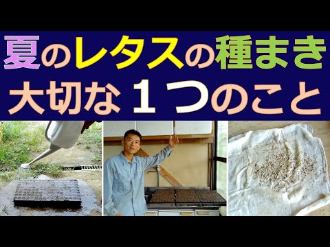 8月に子羊のレタスを播種するにはどうすればよいですか？冬のサラダを楽しむための 7 つのメンテナンス方法  庭園